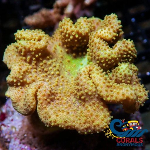 Toadstool Leather coral