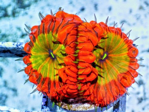 Blastomussa (Wellsi) coral