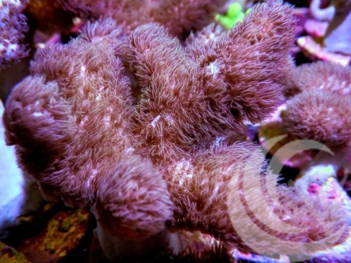 Sinularia coral