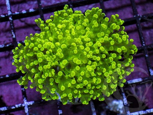 Frogspawn coral