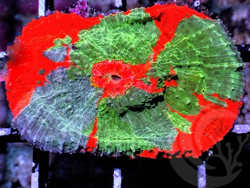 Oxypora coral