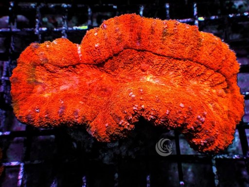 Lobophyllia coral
