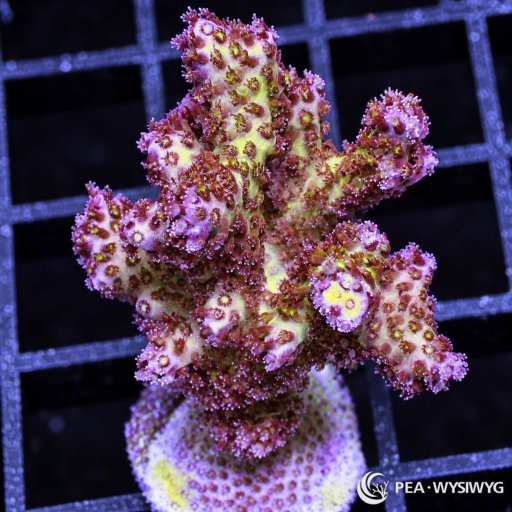 Pocillopora coral