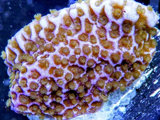 Montipora (Plating) coral