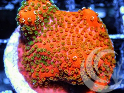 Montipora (Encrusting) coral
