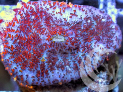 Mushrooms (Rhodactis) coral