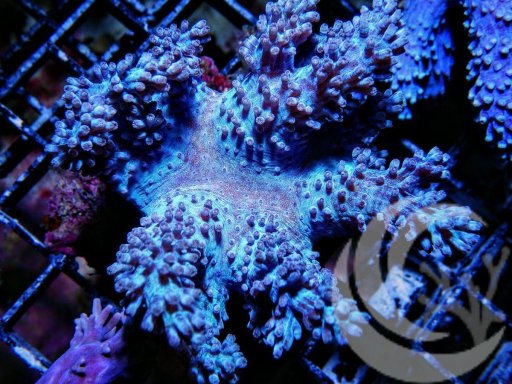 Cespitularia coral