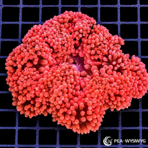 Bubble Tip Anemone coral