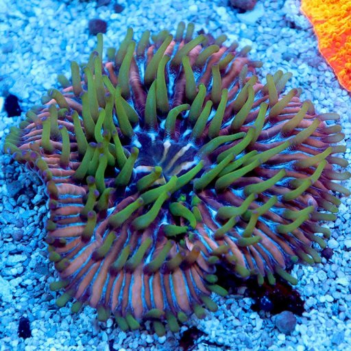 Plate Coral coral