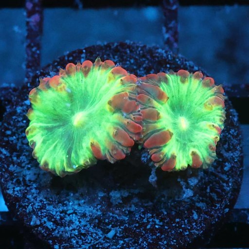 Blastomussa coral