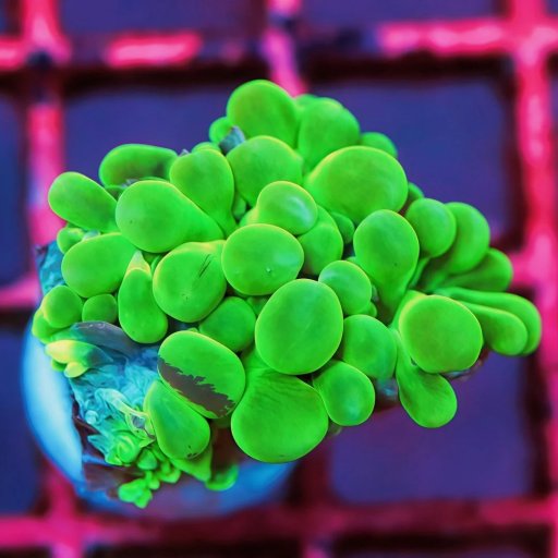 Physogyra coral