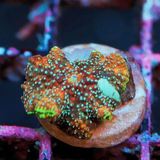 Mushrooms (Discosoma) coral