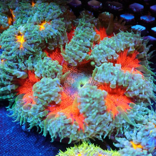 Rock Flower Anemone coral