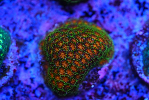 Leptastrea coral