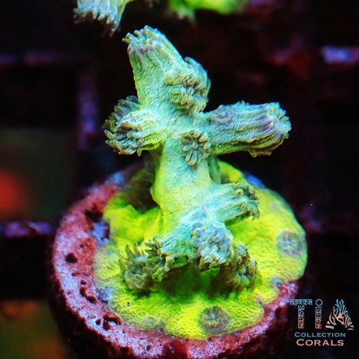 Branching Cyphastrea coral