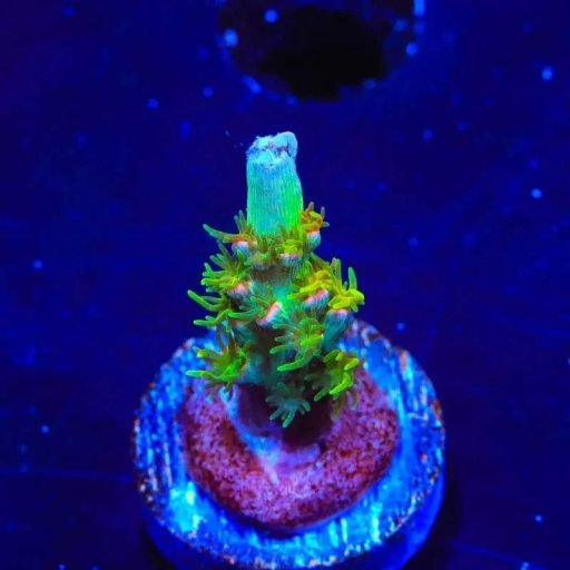 Acropora (Tenuis) coral
