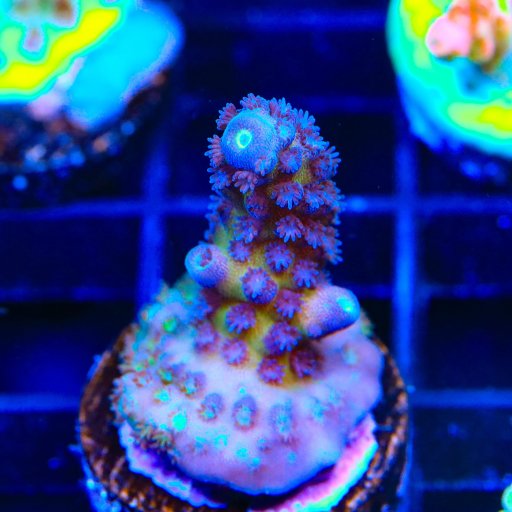 Acropora coral