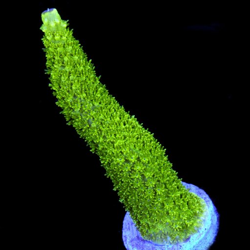 Acropora (Staghorn) coral