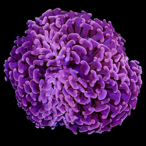 Hammer Coral coral