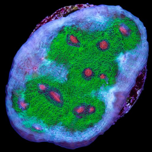 Mycedium coral