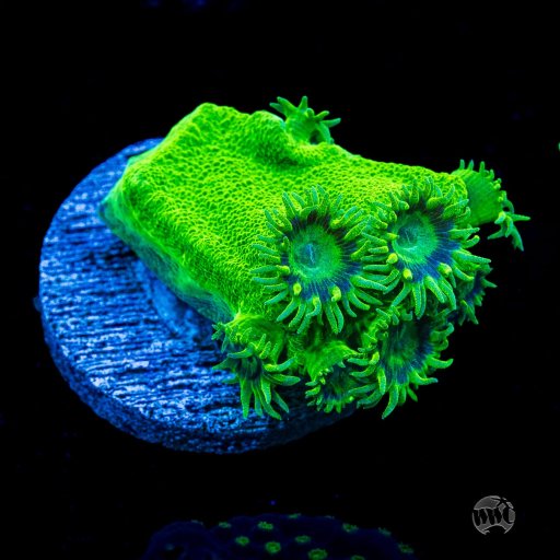 Turbinaria coral