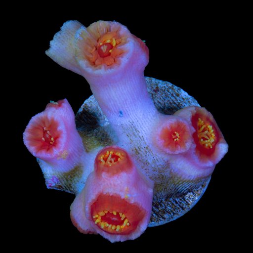 Dendrophyllia coral