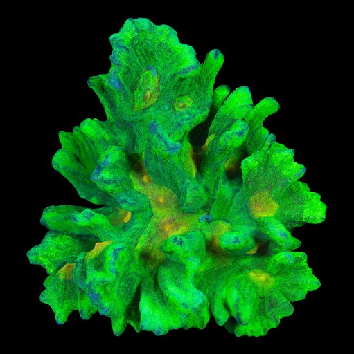 Pectinia coral