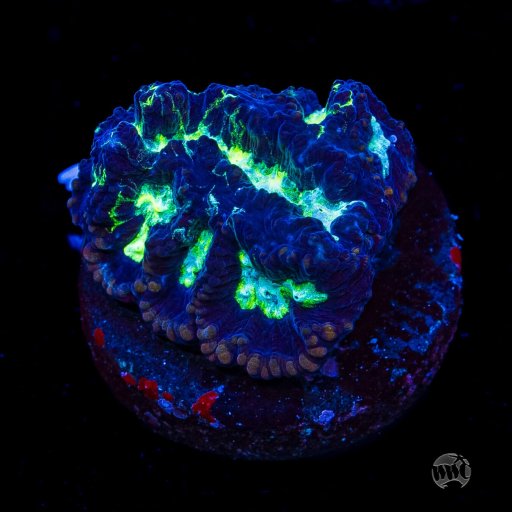 Platygyra coral