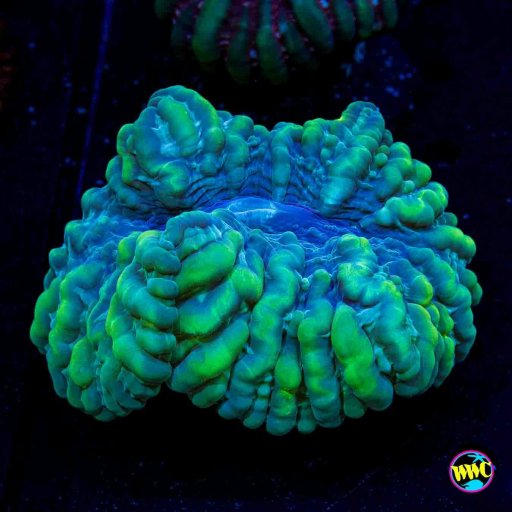Cynarina coral