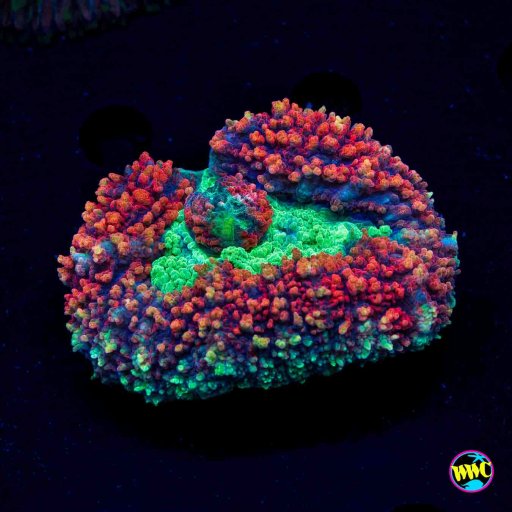Symphyllia coral