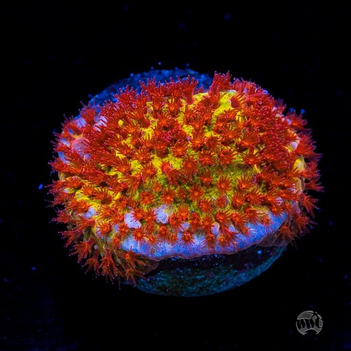 Stylocoeniella coral