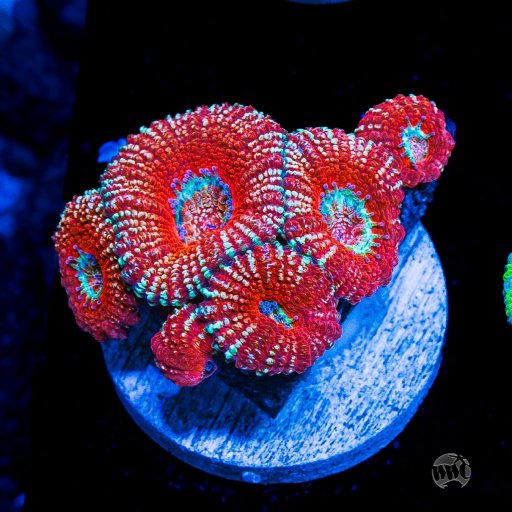 Australomussa coral