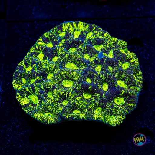 Brain Coral (Goniastrea) coral